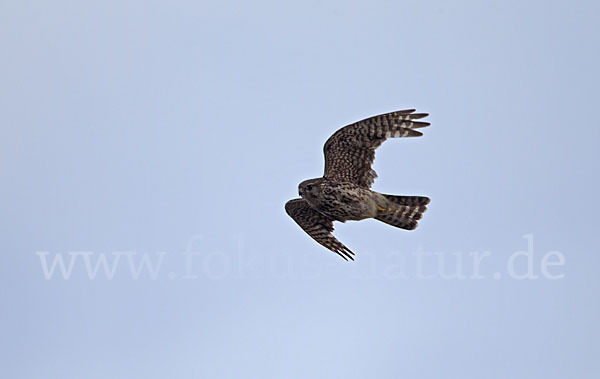 Merlin (Falco columbarius)