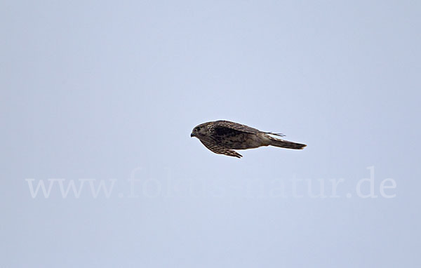 Merlin (Falco columbarius)