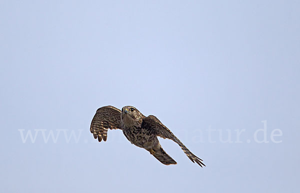 Merlin (Falco columbarius)