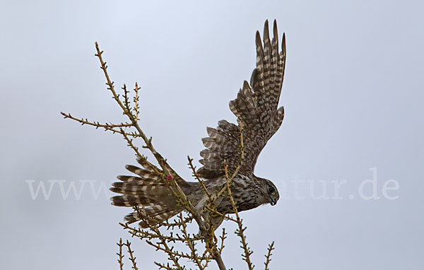 Merlin (Falco columbarius)