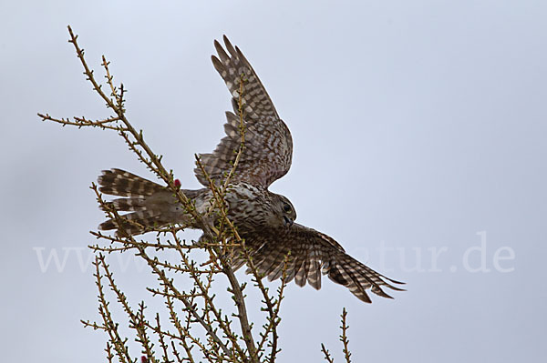 Merlin (Falco columbarius)