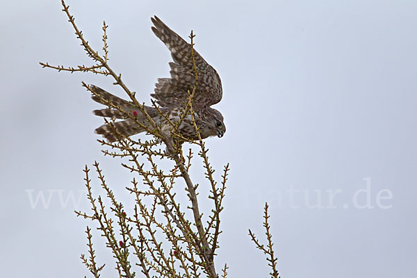 Merlin (Falco columbarius)