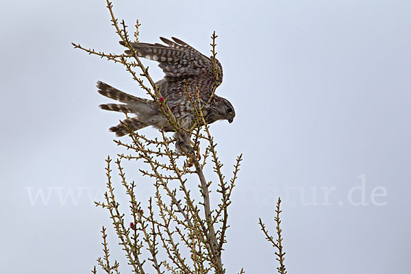 Merlin (Falco columbarius)