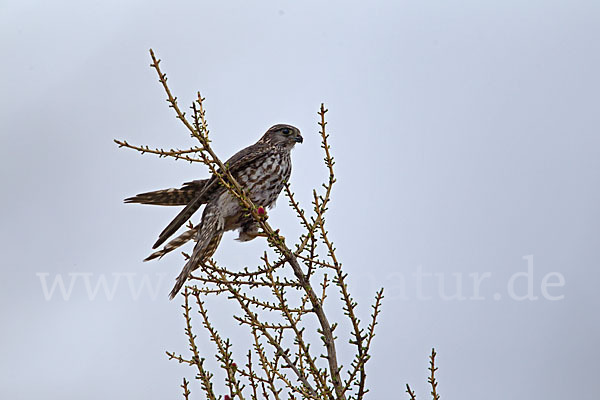 Merlin (Falco columbarius)