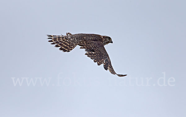 Merlin (Falco columbarius)