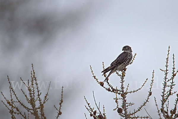 Merlin (Falco columbarius)