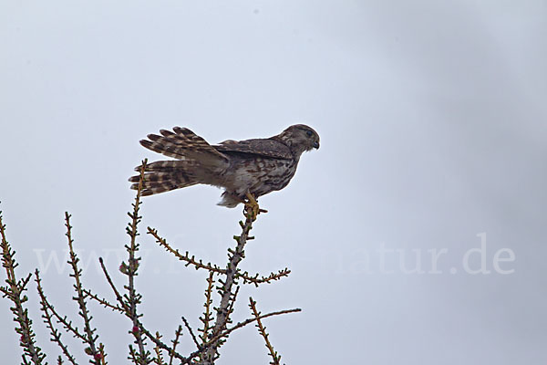 Merlin (Falco columbarius)