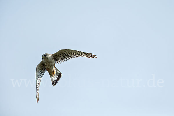 Merlin (Falco columbarius)