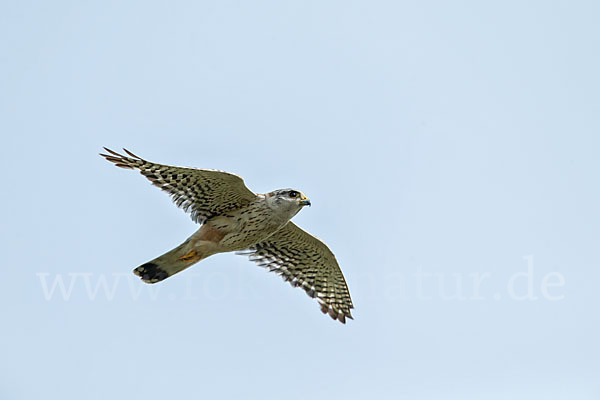 Merlin (Falco columbarius)