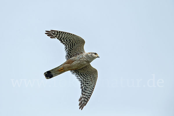 Merlin (Falco columbarius)