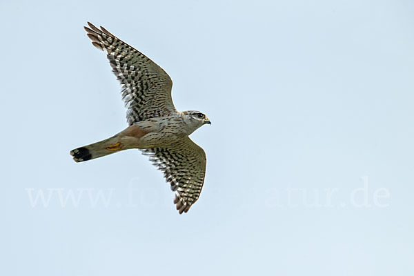 Merlin (Falco columbarius)