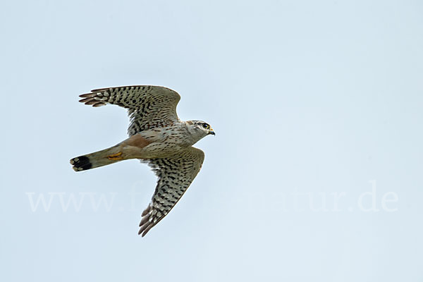 Merlin (Falco columbarius)