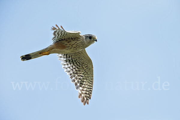 Merlin (Falco columbarius)