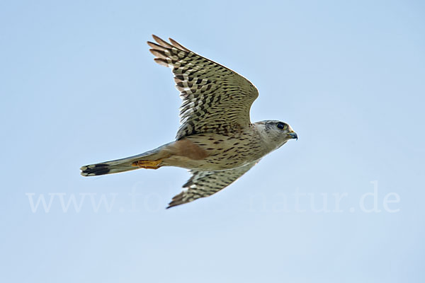 Merlin (Falco columbarius)