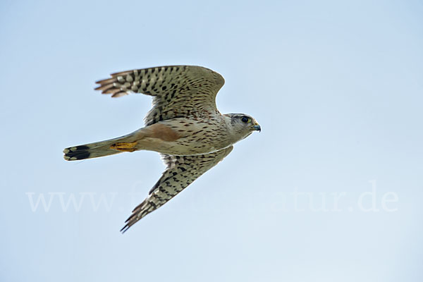 Merlin (Falco columbarius)