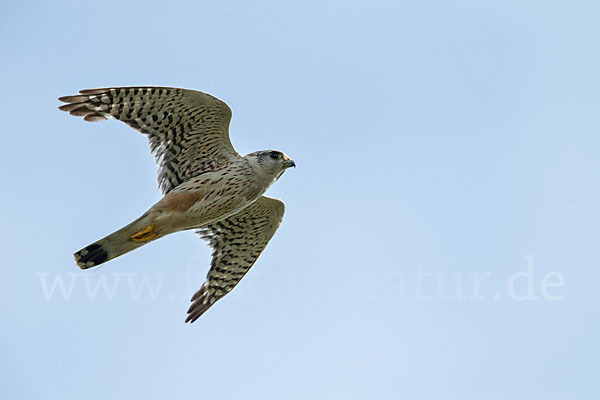 Merlin (Falco columbarius)