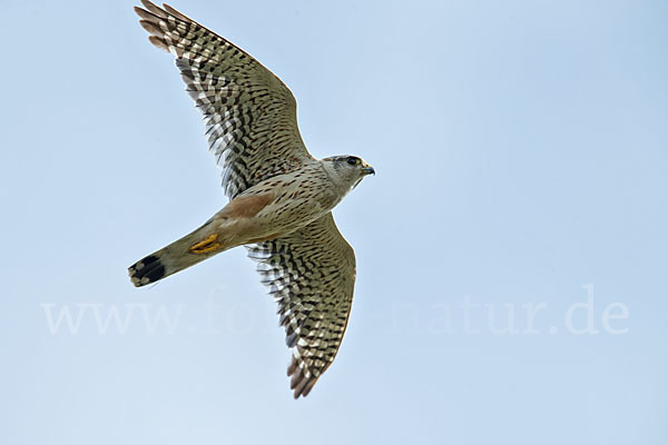 Merlin (Falco columbarius)