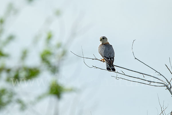 Merlin (Falco columbarius)