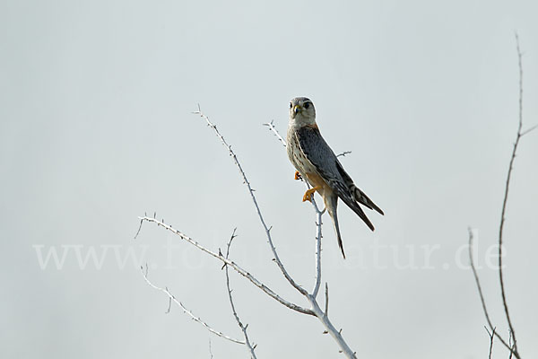 Merlin (Falco columbarius)