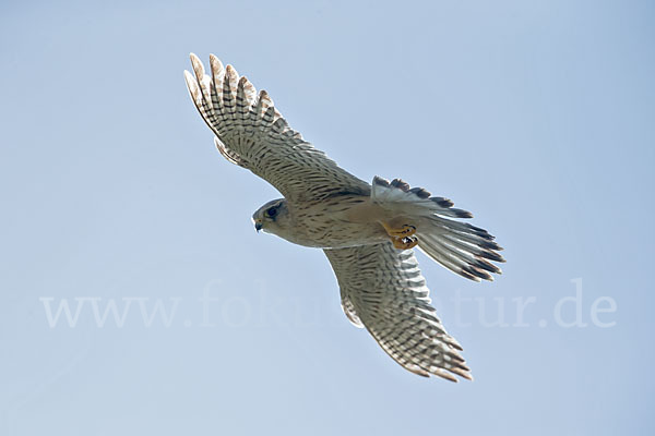 Merlin (Falco columbarius)