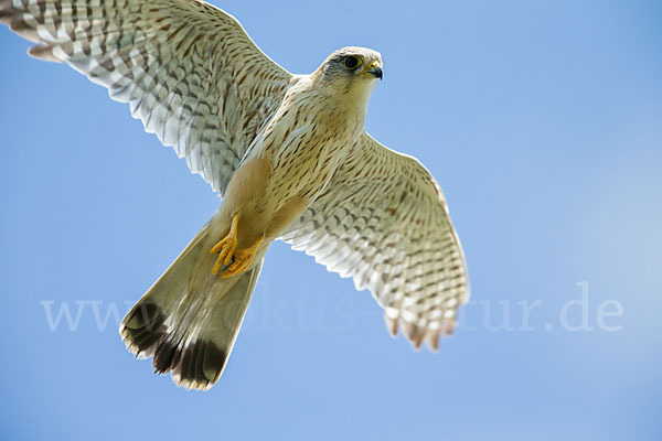 Merlin (Falco columbarius)