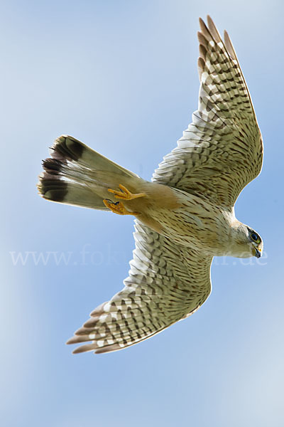 Merlin (Falco columbarius)