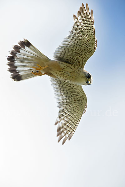 Merlin (Falco columbarius)