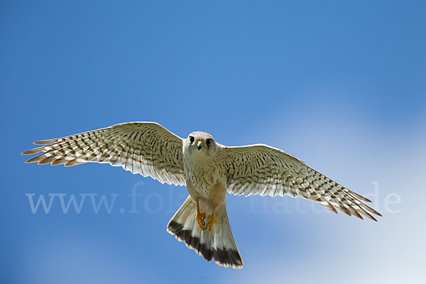 Merlin (Falco columbarius)