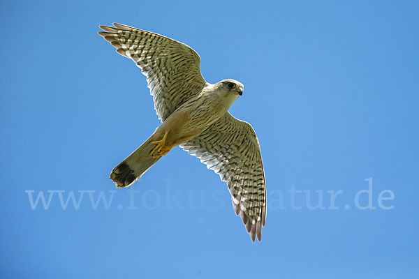 Merlin (Falco columbarius)