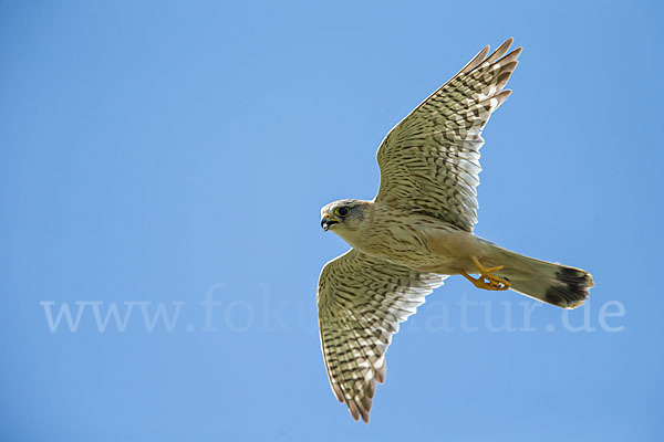 Merlin (Falco columbarius)