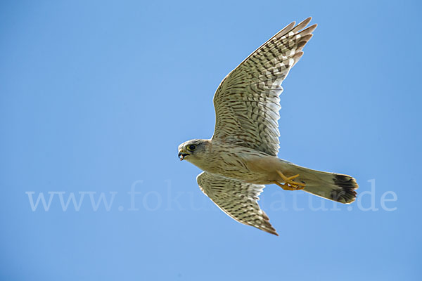 Merlin (Falco columbarius)