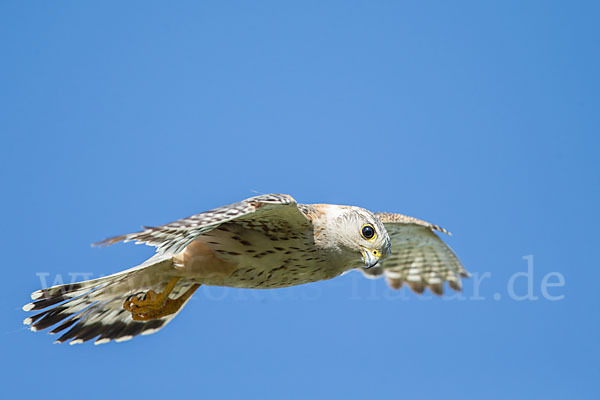 Merlin (Falco columbarius)