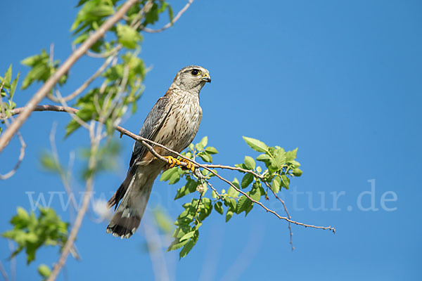 Merlin (Falco columbarius)