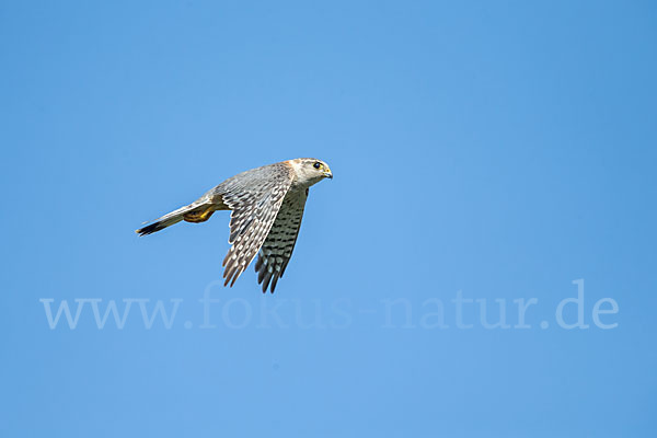 Merlin (Falco columbarius)