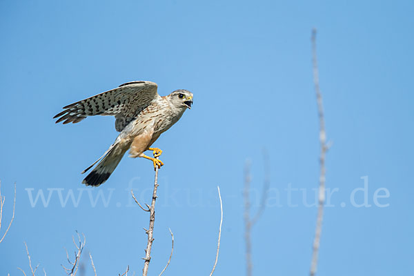 Merlin (Falco columbarius)