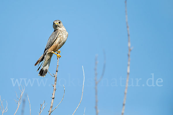 Merlin (Falco columbarius)