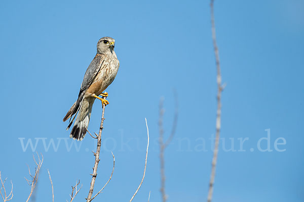 Merlin (Falco columbarius)