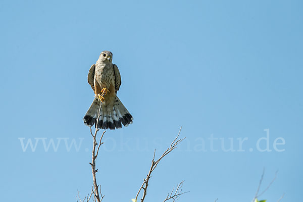 Merlin (Falco columbarius)