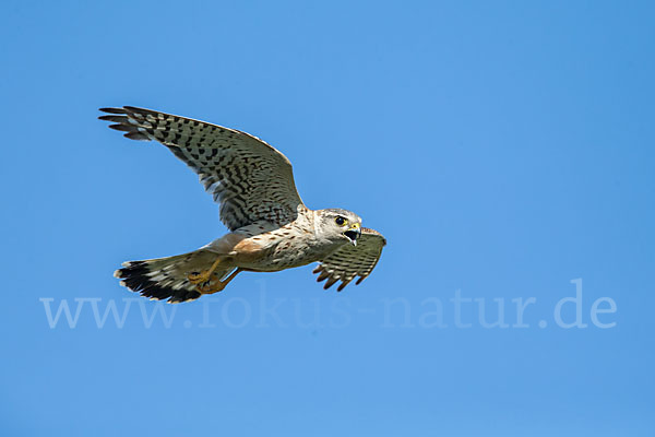 Merlin (Falco columbarius)