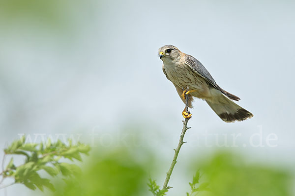 Merlin (Falco columbarius)