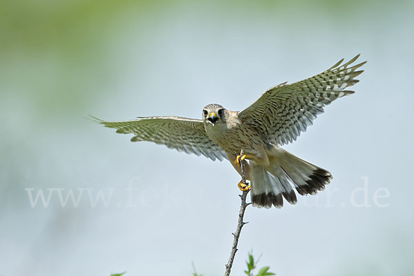 Merlin (Falco columbarius)