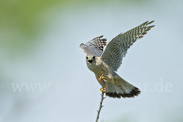 Merlin (Falco columbarius)