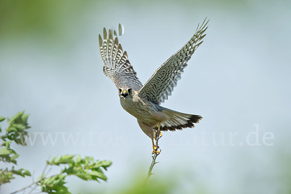 Merlin (Falco columbarius)