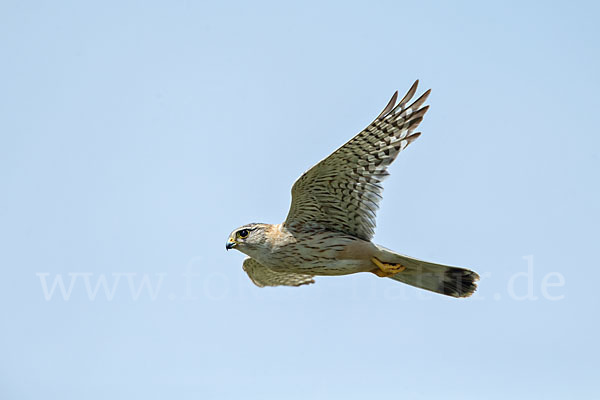 Merlin (Falco columbarius)