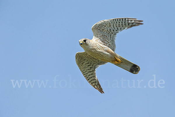 Merlin (Falco columbarius)