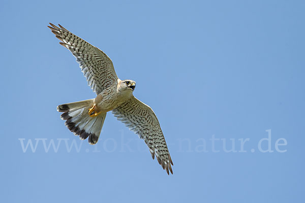 Merlin (Falco columbarius)