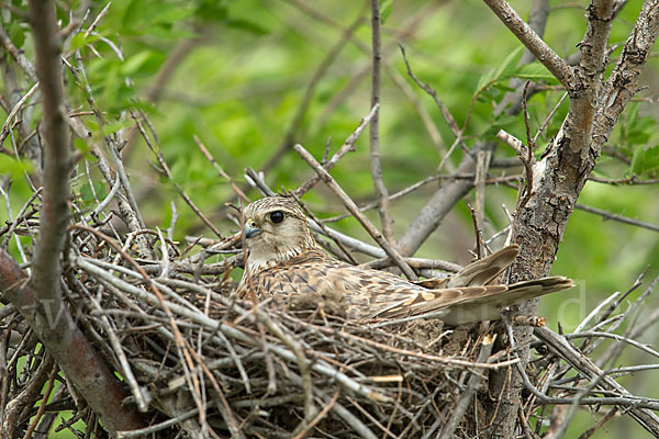 Merlin (Falco columbarius)