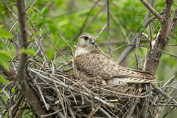 Merlin (Falco columbarius)