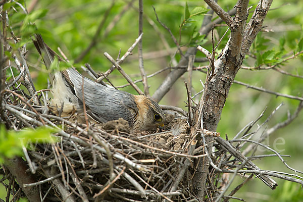 Merlin (Falco columbarius)