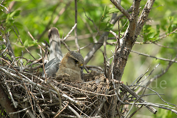 Merlin (Falco columbarius)